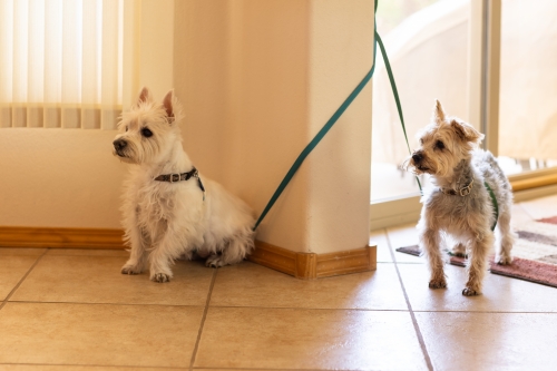 dogs